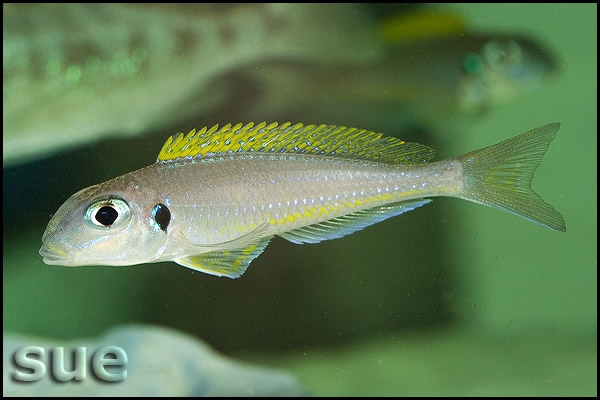 Xenotilapia flavipinnis 'Kombe'
